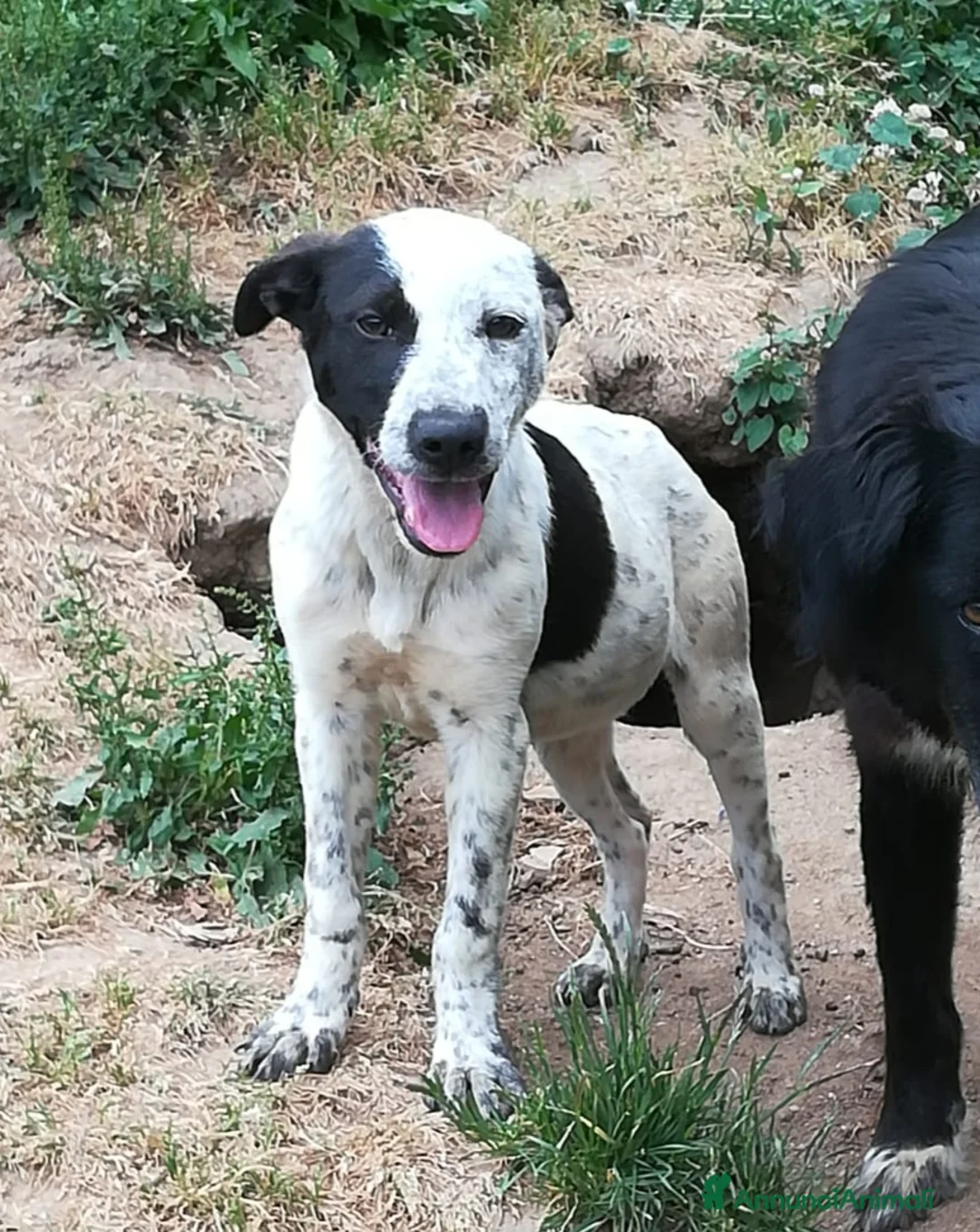 Meticcio cani in regalo: UNA MAMMA PER PEPA a Provincia di Varese - Annuncio 1