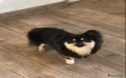 Chihuahua cani in vendita: Chihuahua adulta a Provincia di Brescia - Immagine 2