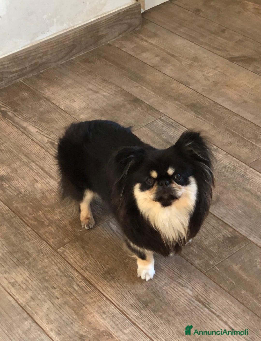 Chihuahua cani in vendita: Chihuahua adulta a Provincia di Brescia - Immagine 2