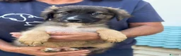 Meticcio cani in regalo: Neanche 3 mesi, piccoli fratellini  - Annuncio 4