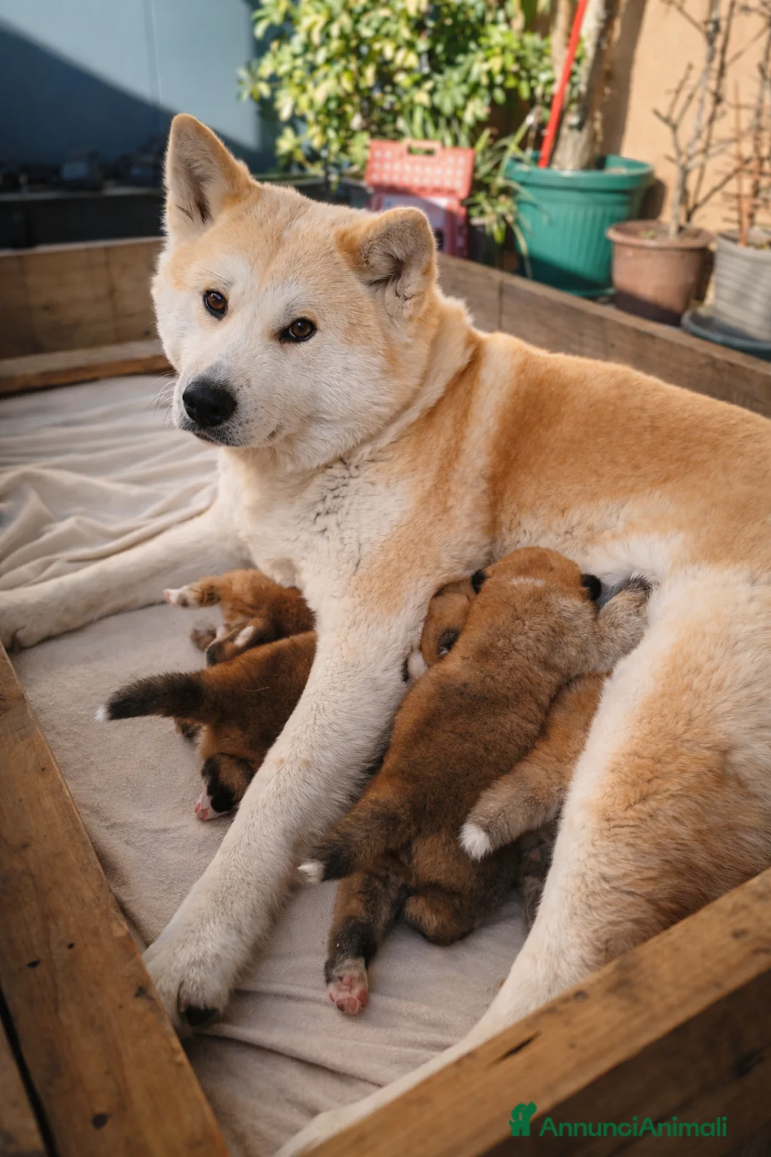 Akita Inu cani in vendita: Cuccioli Akita Inu – disponibili ancora 3 cuccioli - Annuncio 15