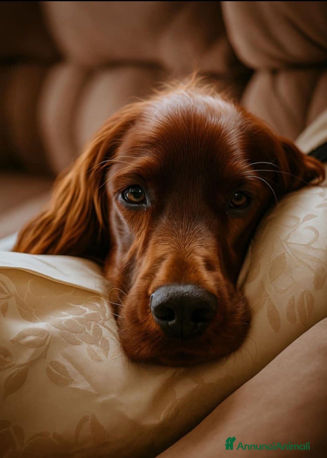 Setter Irlandese cani in vendita: Setter Irlandese stupenda cucciolata  - Annuncio 3