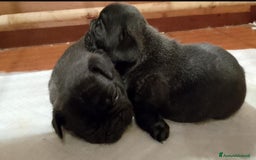 Bulldog Francese cani in vendita: Stupendi cuccioli bouledogue francese  a Provincia di Massa e Carrara - Immagine 3