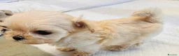 Maltipoo cani in vendita: Splendida cucciolata di Maltipoo - Annuncio 10