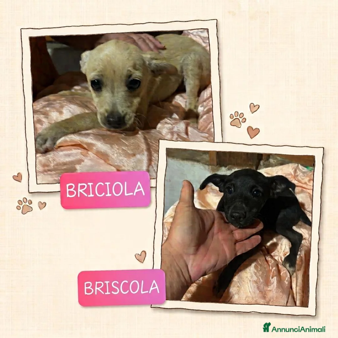 Meticcio cani in regalo: BRICIOLA E BRISCOLA taglia piccola adozione - Annuncio 1