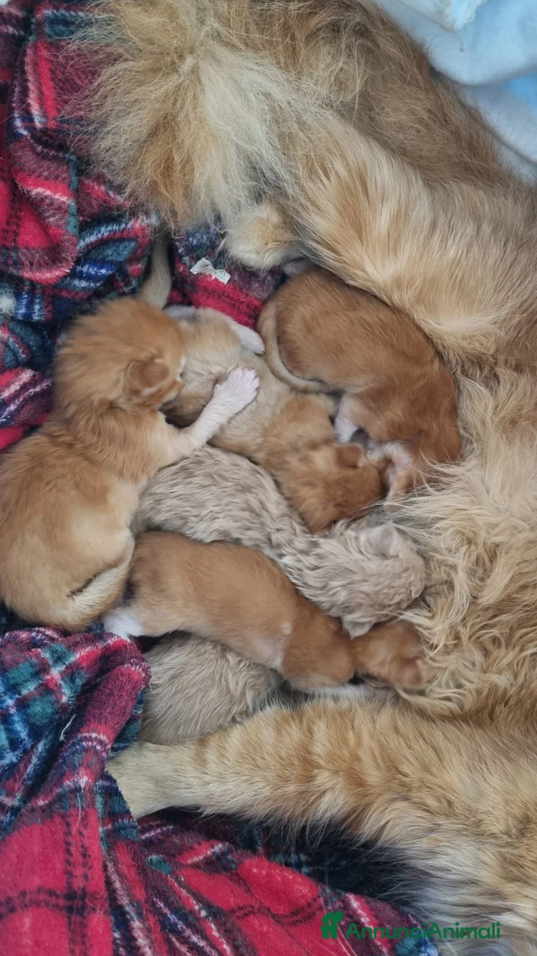 Maine Coon gatti in vendita: Mainecoon pedigree ANFI  - Annuncio 3