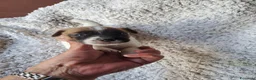 Jack Russell cani in vendita: Jack russell  - Annuncio 5