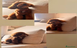 Barboncino Toy cani per accoppiamento: Disponibile per monta  - Annuncio 10