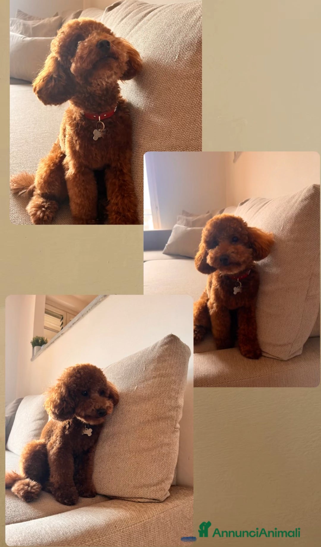 Barboncino Toy cani per accoppiamento: Disponibile per monta  - Annuncio 10