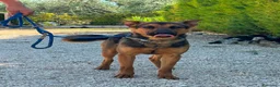 Meticcio cani in regalo: Pepita - Annuncio 5