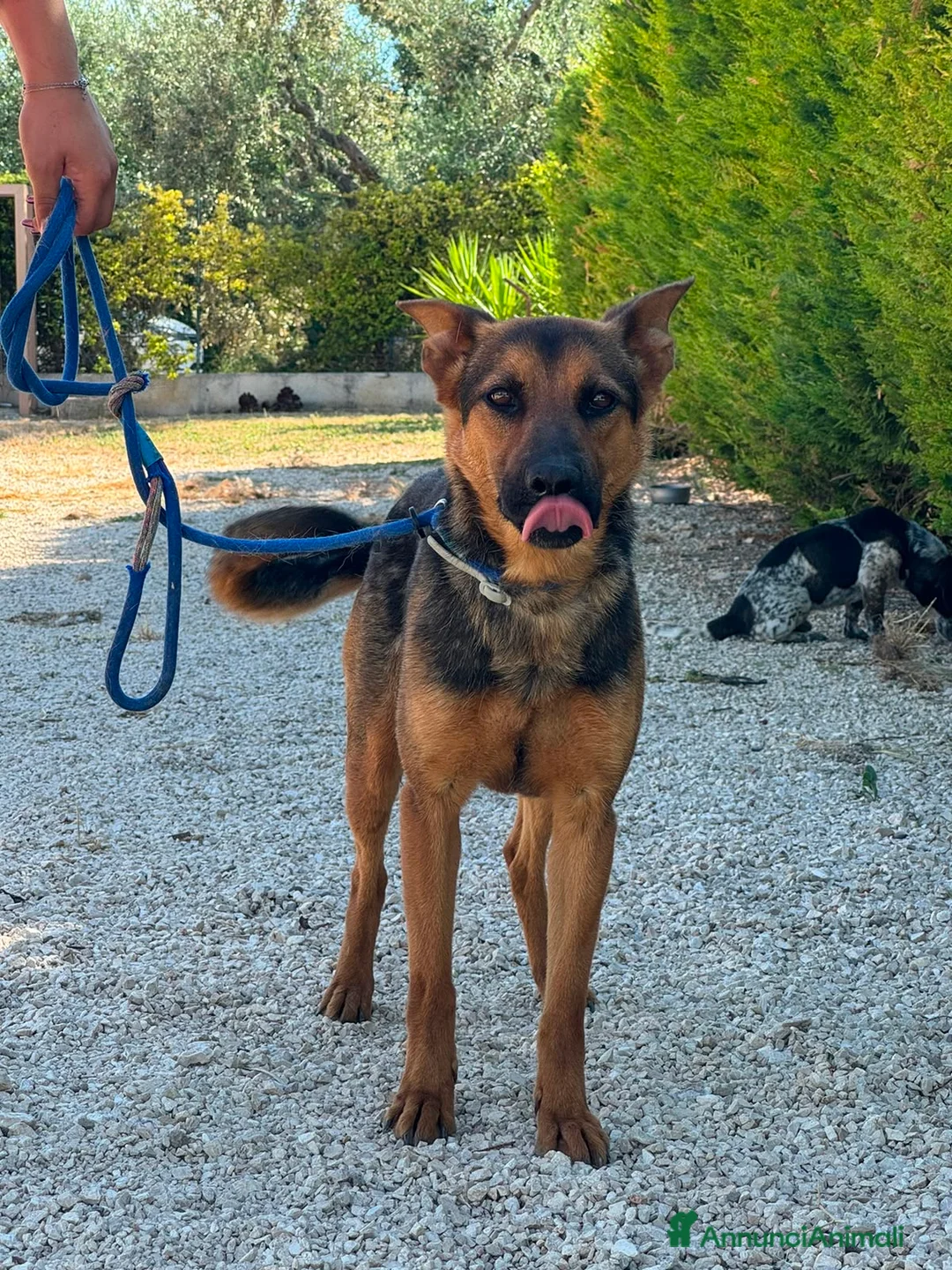 Meticcio cani in regalo: Pepita - Annuncio 5