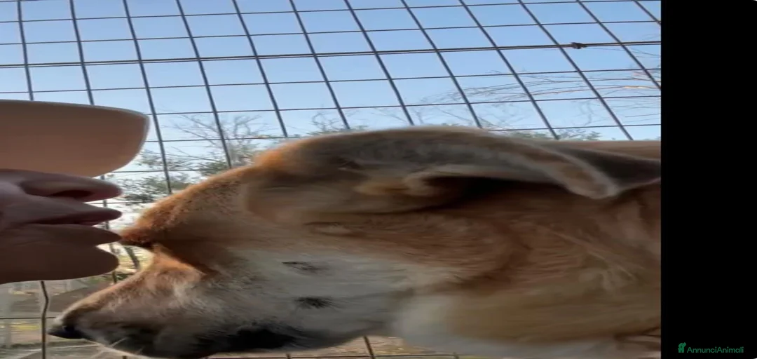 Immagine della galleria {{count}}