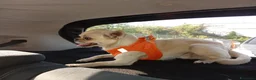 Chihuahua cani per accoppiamento: chiwuwua  - Annuncio 10