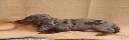 Bassotto cani in vendita: Bassotto Arlecchino Cioccolato  - Annuncio 7