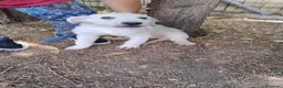 Meticcio cani in regalo: LUNE E Golia  - Annuncio 1