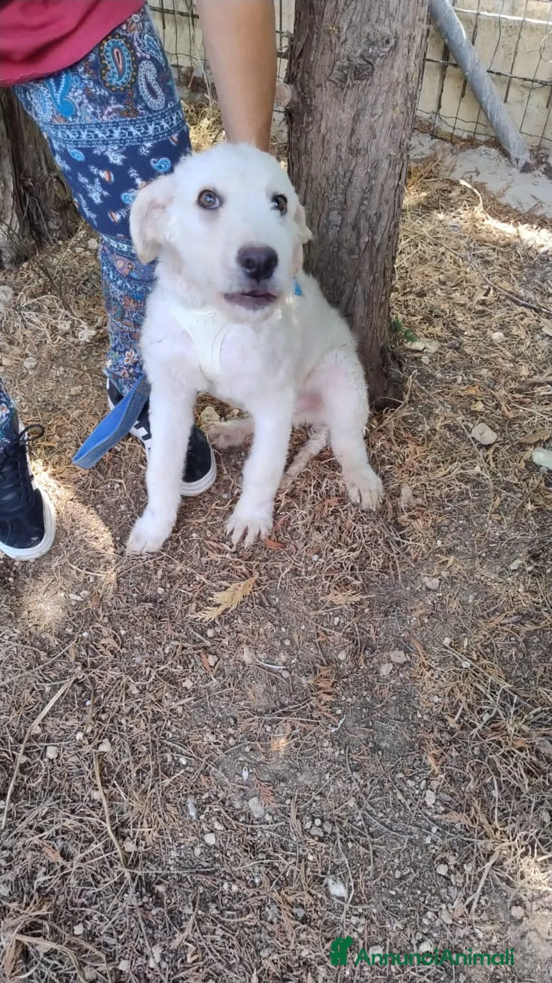 Meticcio cani in regalo: LUNE E Golia  - Annuncio 1