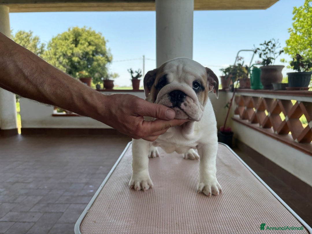Bulldog cani in vendita: Cucciola bulldog  a Provincia di Latina - Immagine 3