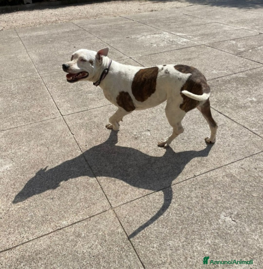 Pitbull cani in regalo: Pitbull femmina 4/5anni ha xso 1occhietto.CREMONA - Annuncio 3