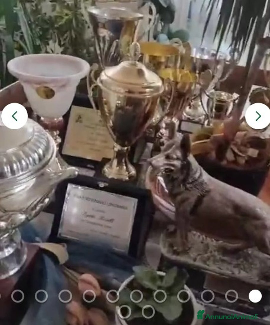 Pastore Tedesco cani in regalo:  proprietario regala splendidi cuccioli  - Annuncio 12