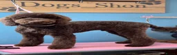 Barboncino cani in vendita: Cucciola di Barbone Reale color cioccolato 🤎 - Annuncio 3