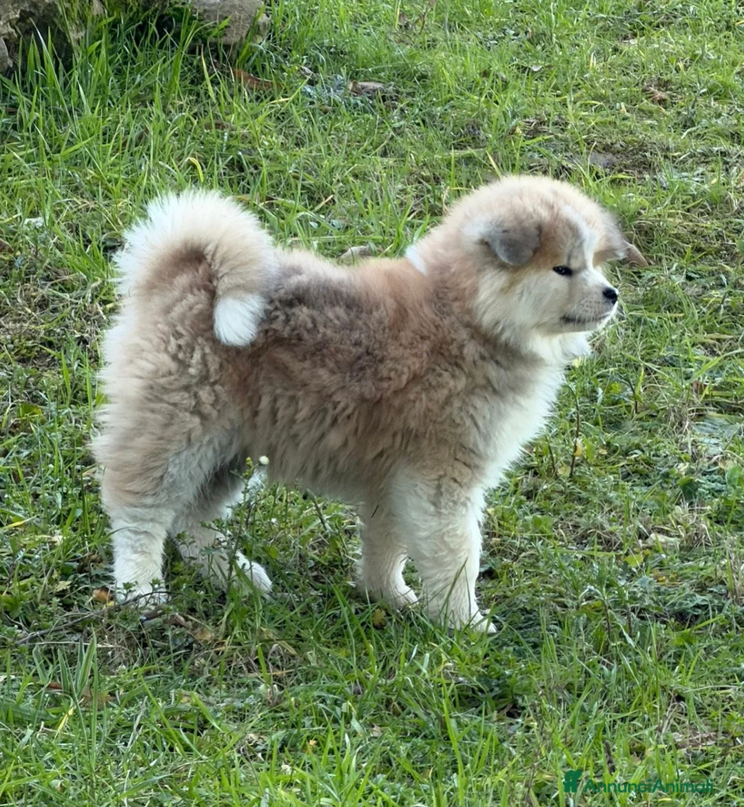 Akita Inu cani in vendita: Cuccioli akita Inupelo lungo  - Annuncio 5