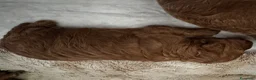 Barboncino cani in vendita: Barboncino con pedigree ENCI - Annuncio 3