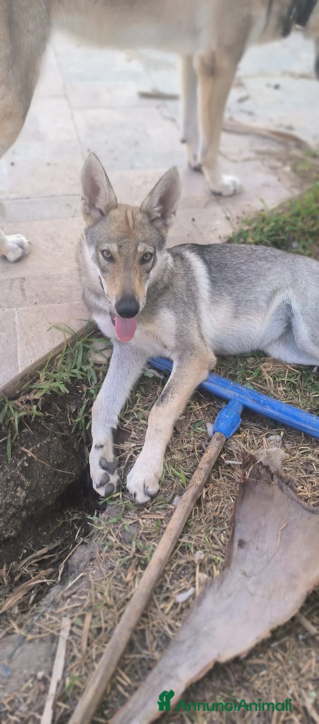 Lupo Cecoslovacco cani in vendita: 2 femmine Cane Lupo Cecoslovacco con pedigree a Provincia di Brindisi - Annuncio 2