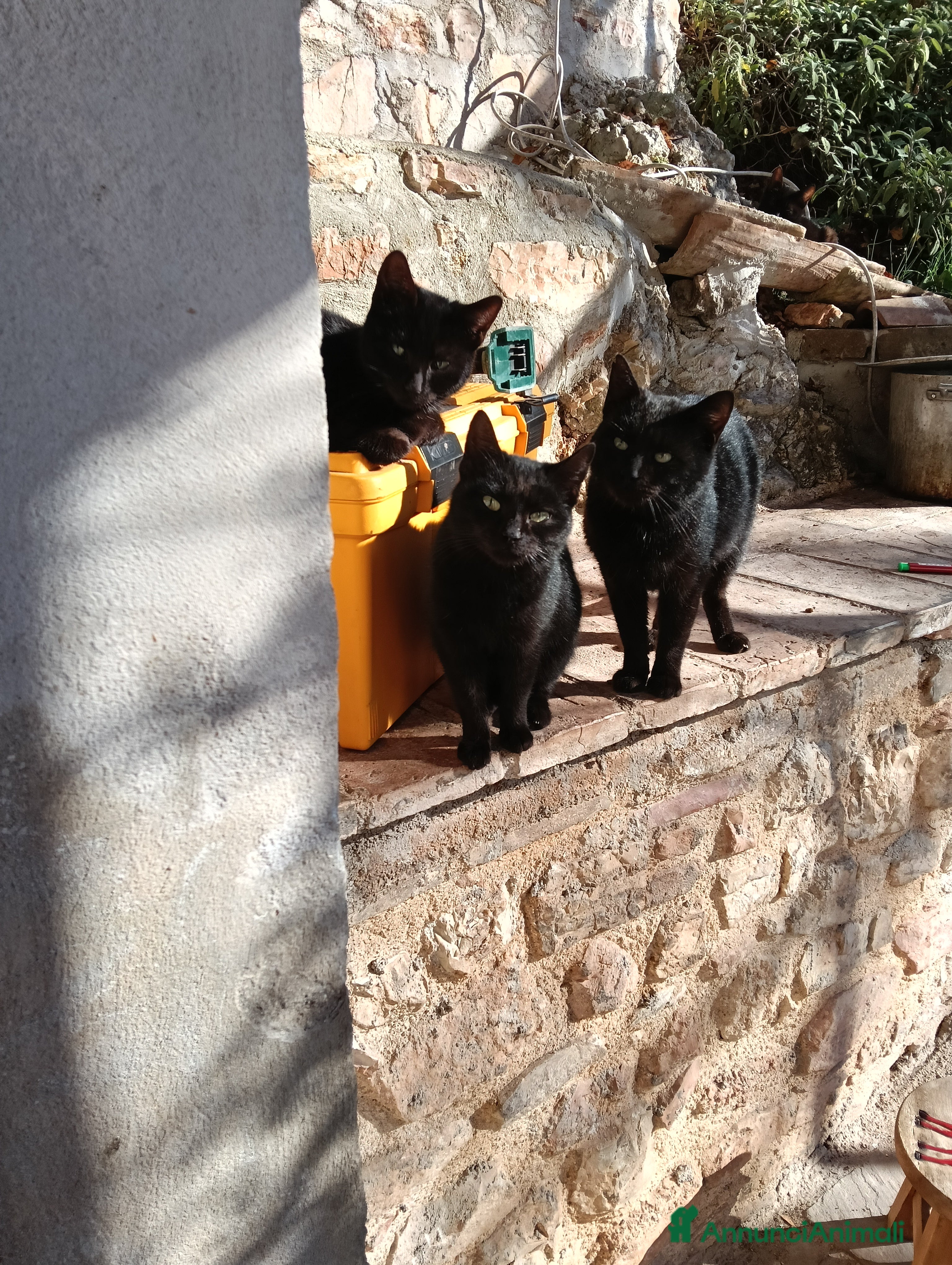 Altre razze gatti Adozione  - Annuncio 41