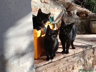 Altre razze gatti Adozione - Annuncio 4