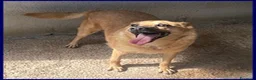 Meticcio cani in regalo: BOMBER  affettuoso simpaticone a Città metropolitana di Milano - Annuncio 1