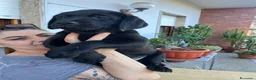 Labrador cani in vendita: Cucciolata labrador neri - Annuncio 5