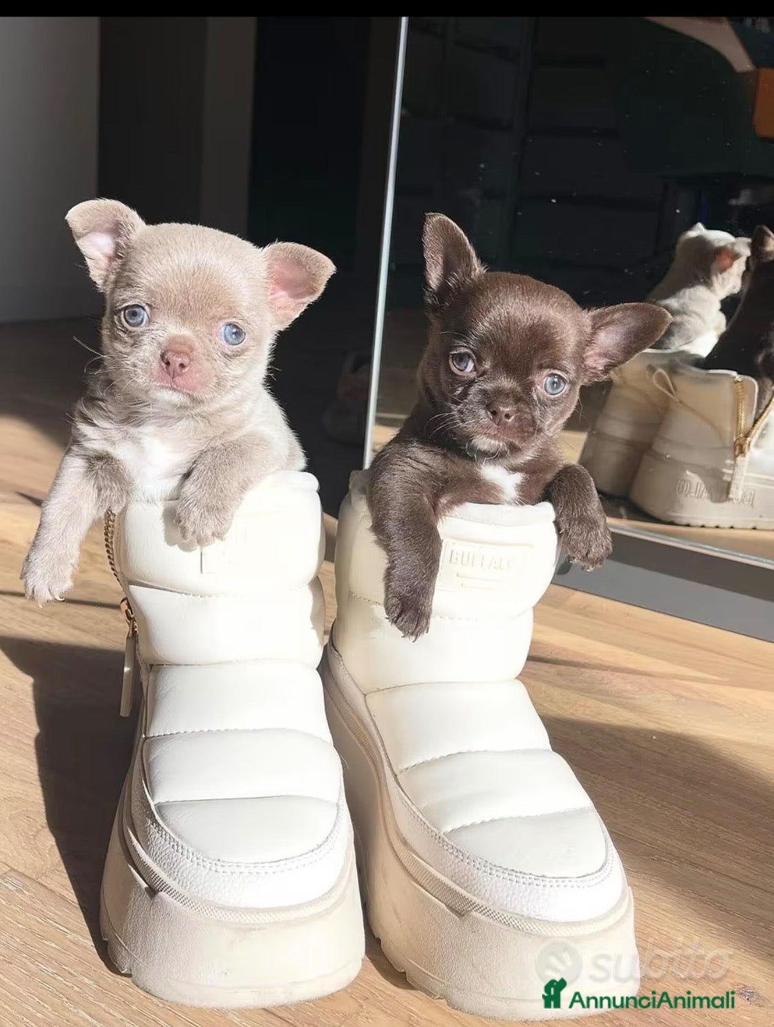 Chihuahua cani Chihuahua pelo corto e pelo lungo  - Annuncio 1