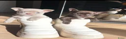 Chihuahua cani in vendita: Chihuahua pelo corto e pelo lungo  - Annuncio 1