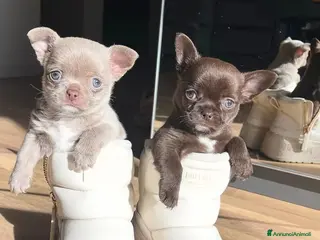 Chihuahua cani Chihuahua pelo corto e pelo lungo - Annuncio 2