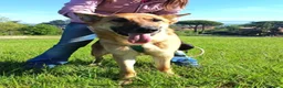Pastore Tedesco cani in regalo: Bella 6anni Pastore Ted. nn può tornare in canile - Annuncio 5