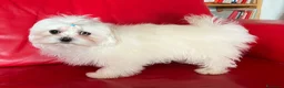 Maltese cani in vendita: Cucciolo di maltese con pedigree ENCI  - Annuncio 3