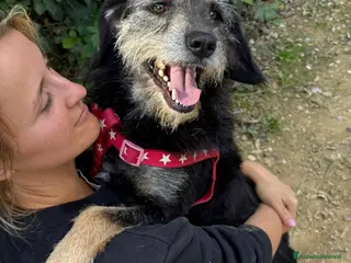 Meticcio cani THAIS, baffona DOLCISSIMA cerca famiglia! - Annuncio 11