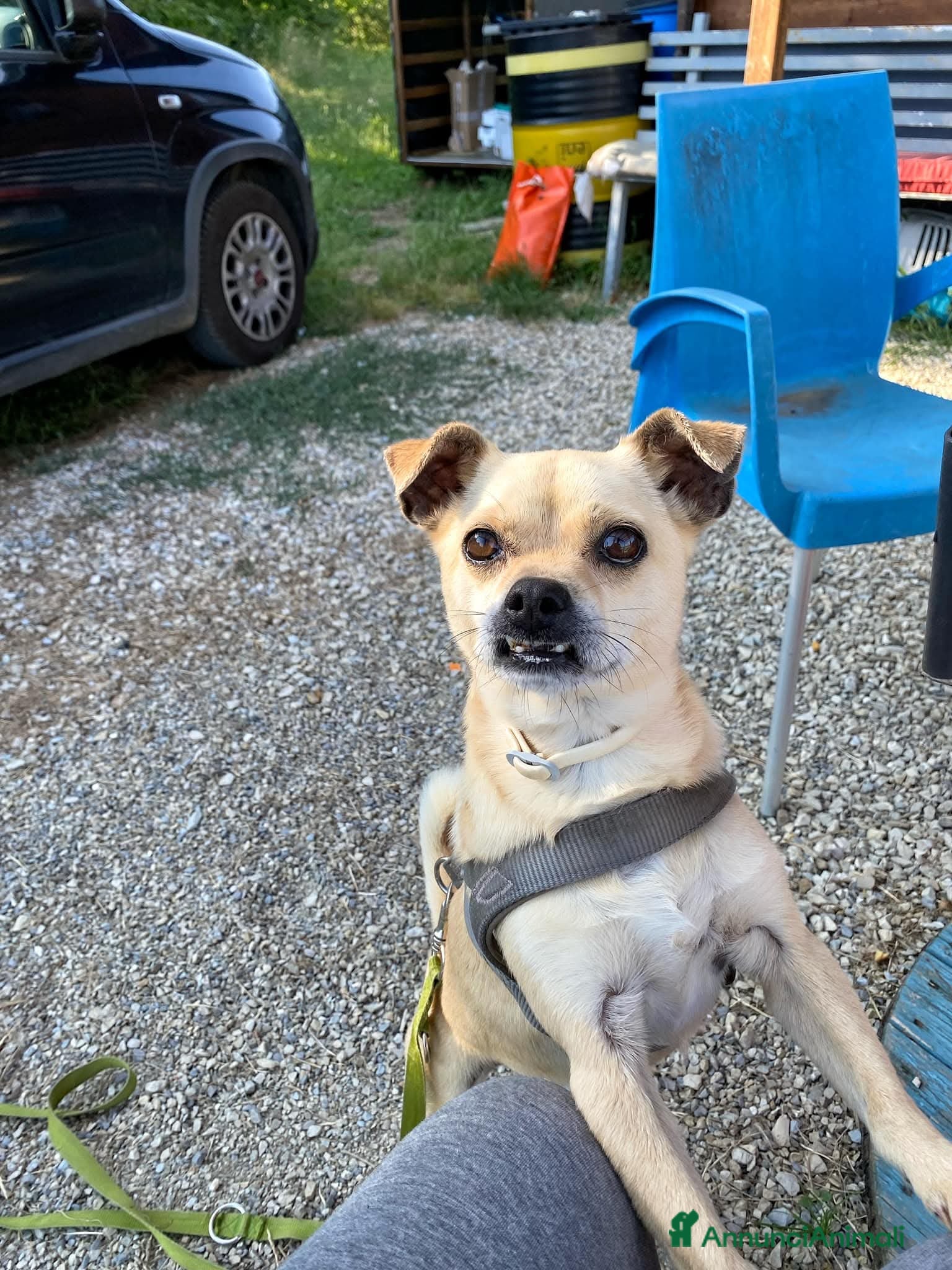 Meticcio cani Rocky cerca casa  - Annuncio 4