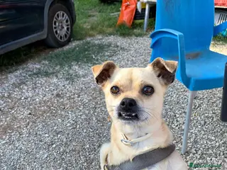 Meticcio cani Rocky cerca casa - Annuncio 4