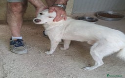 Meticcio cani in regalo: SOS SOS SOS DOLCISSIMO PLUTO a Provincia di Rimini - Annuncio 8