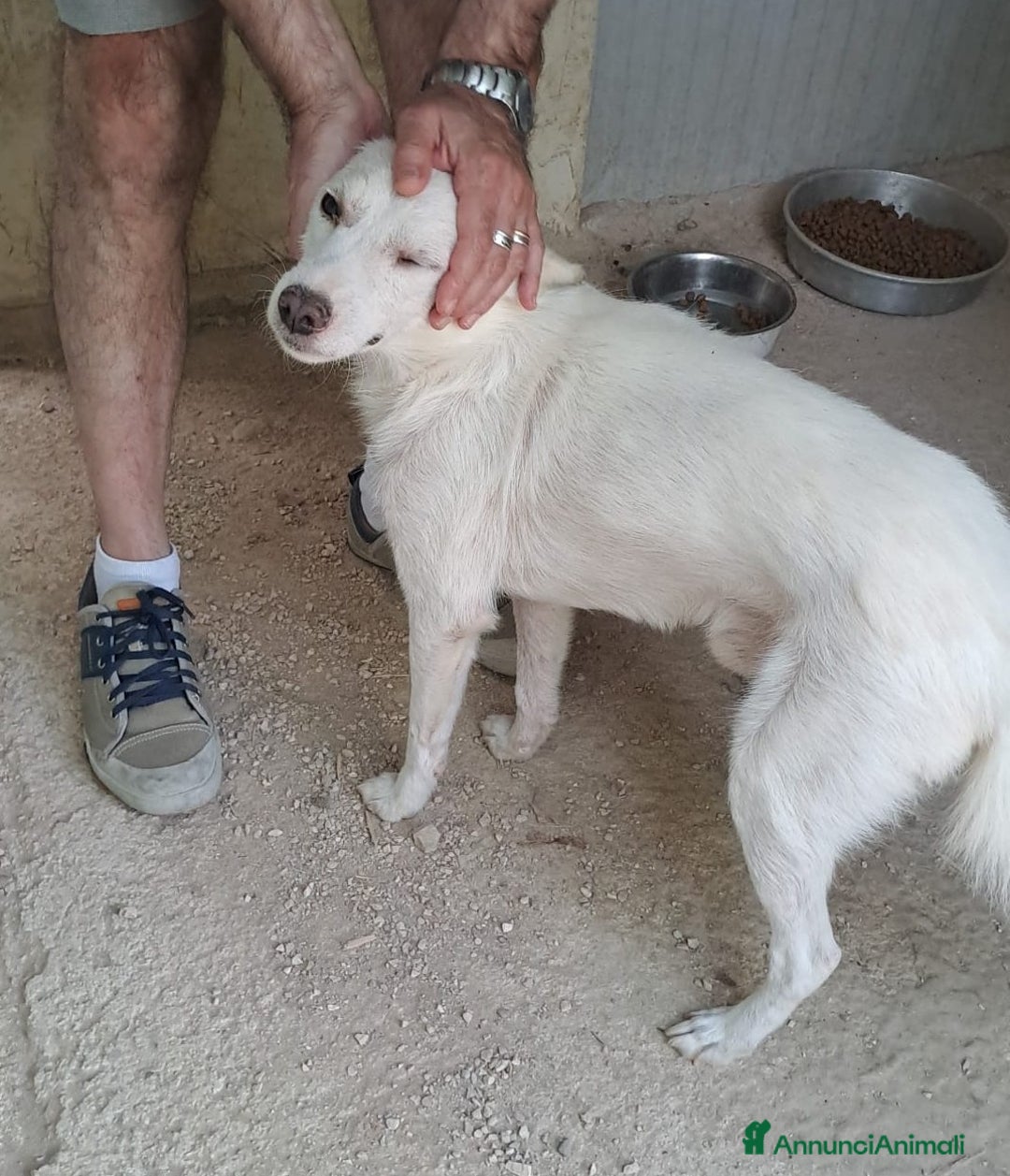 Meticcio cani in regalo: SOS SOS SOS DOLCISSIMO PLUTO a Provincia di Rimini - Annuncio 8