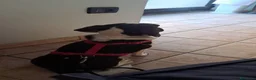 Meticcio cani in regalo: Meticci dimenticati da tutti  a Provincia di Pavia - Annuncio 9