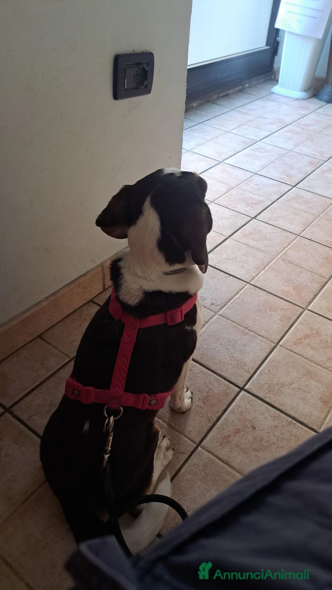 Meticcio cani in regalo: Meticci dimenticati da tutti  a Provincia di Pavia - Annuncio 9