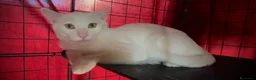 Altre razze gatti in regalo: Simba cerca casa 🏡, ha 5 mesi, maschio - Annuncio 4