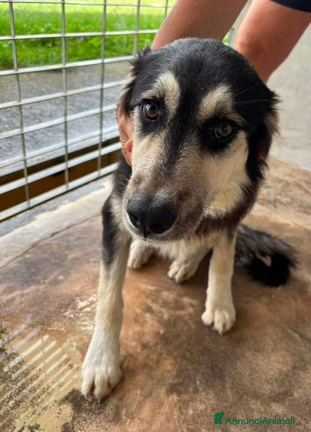 Meticcio cani in regalo: AGNESE cucciola in cerca d'amore a Città Metropolitana di Torino - Annuncio 3