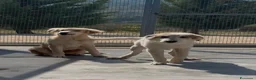 Meticcio cani in regalo: ROCKY E KAI - Annuncio 2