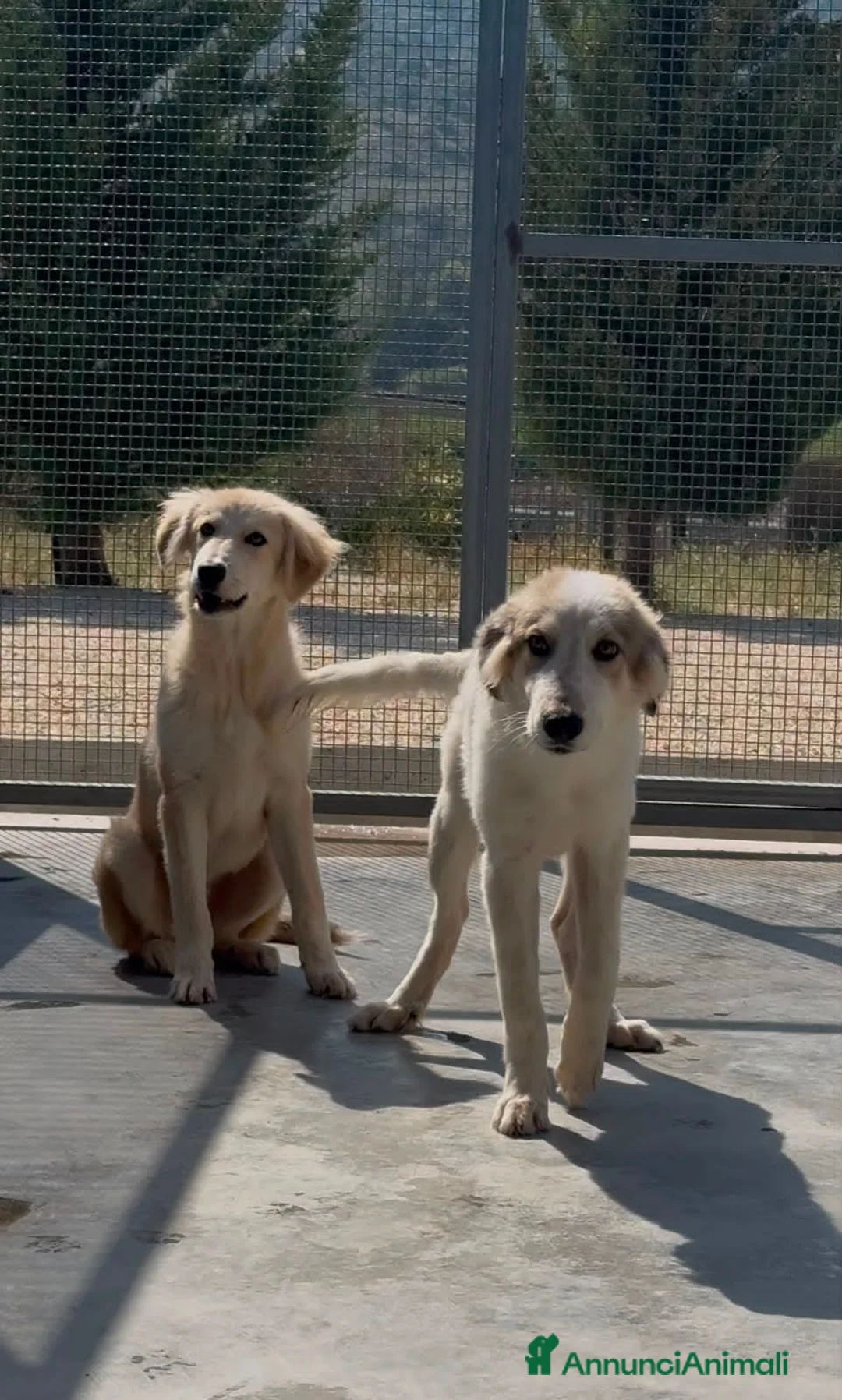 Meticcio cani in regalo: ROCKY E KAI - Annuncio 2