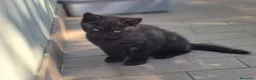 Scottish gatti in vendita: Vendo due gattini British Scottish prezzo 200euro - Annuncio 3