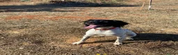 Breton cani in regalo: Cloe Bretoncina 3anni ok gatti SOS CASA LECCE - Annuncio 5