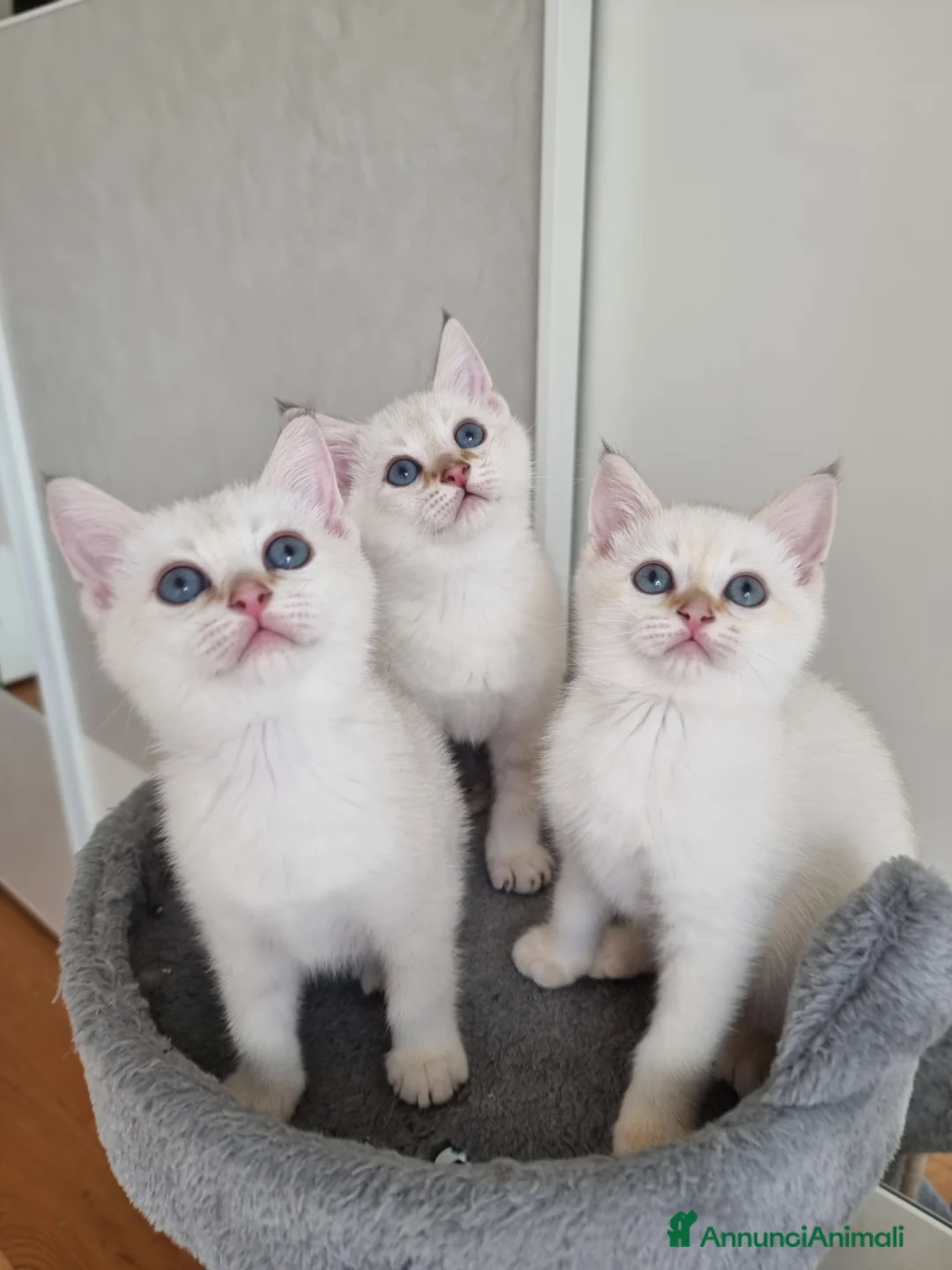 Scottish gatti in vendita: Gattini disponibili  - Annuncio 12